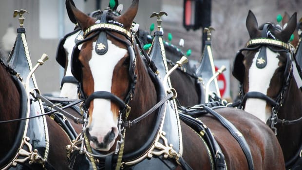 Budweiser's Clydesdales Lead